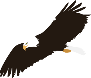 soaring-bald-eagle-vector-clipart
